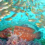 Tropical fish - snorkelling